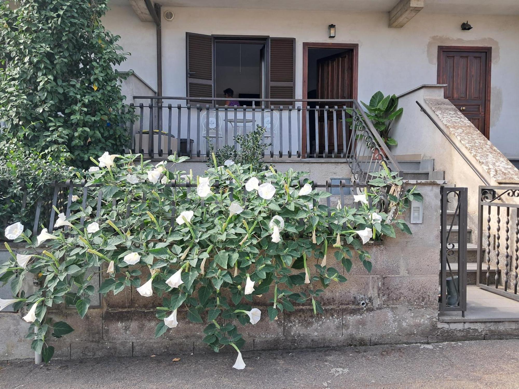 Ferienwohnung A Casa Ida Bagnoregio Exterior foto